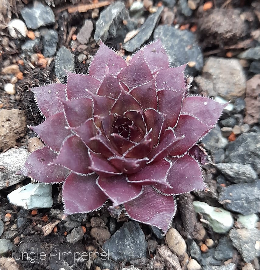 Jungle Pimpernel