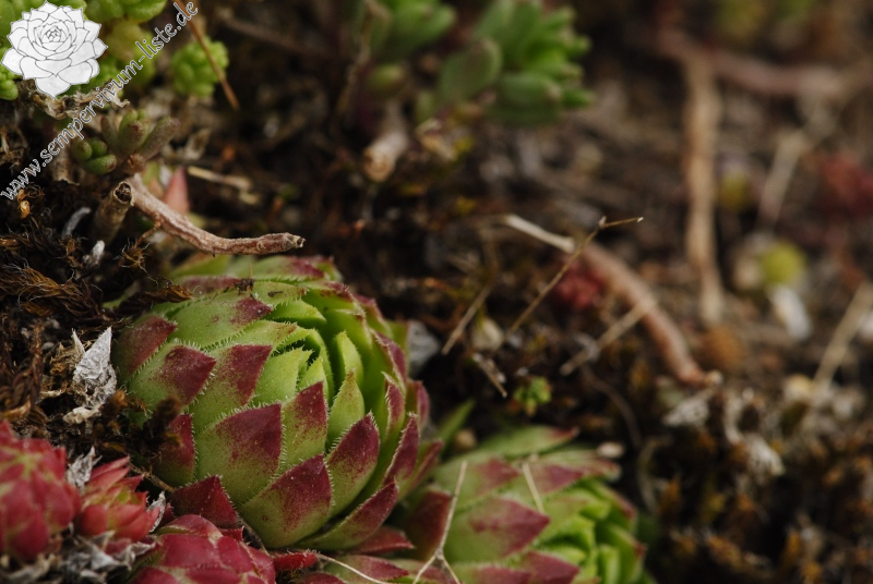 globiferum ssp. hirtum (hirtum) from Visegrád, unter der Burg