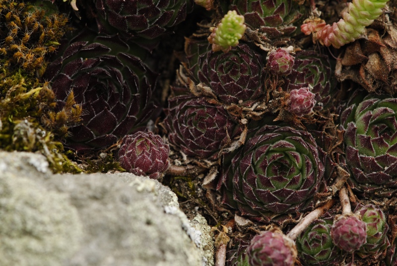 marmoreum ssp. matricum from Visegrád, unter der Burg