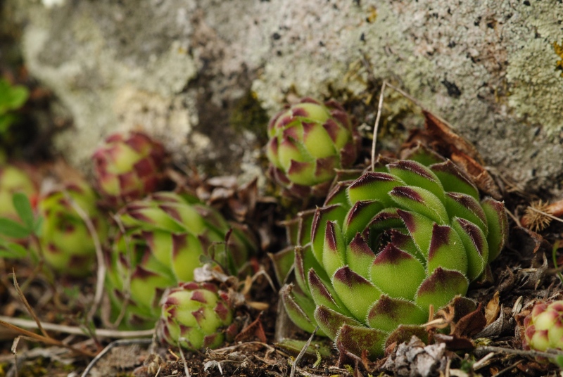 marmoreum ssp. matricum from Visegrád, unter der Burg