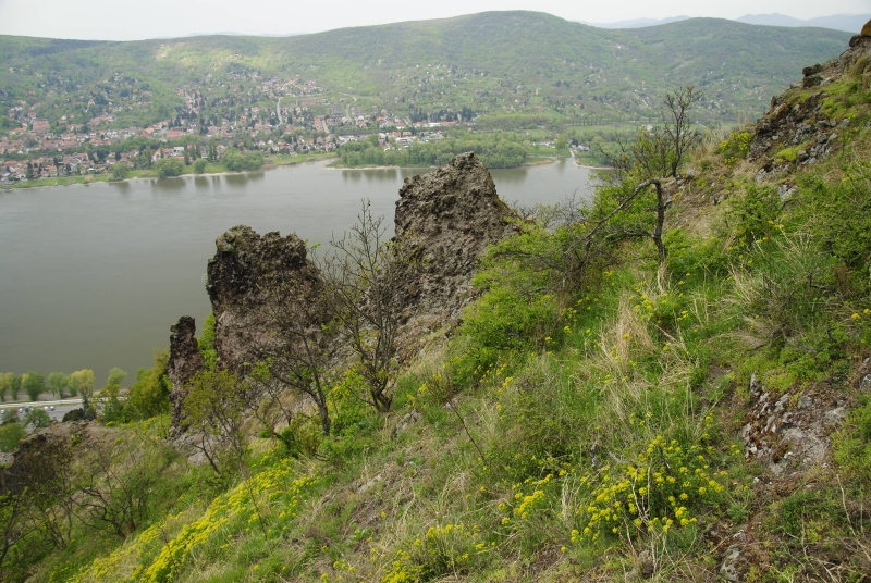 globiferum ssp. hirtum from Visegrád, unter der Burg