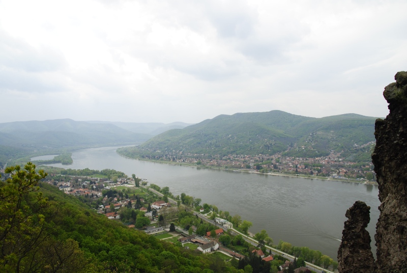 marmoreum ssp. matricum from Visegrád, unter der Burg
