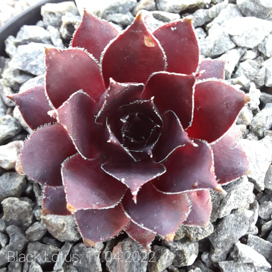 Black Lotus