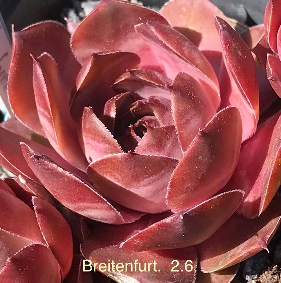Breitenfurt