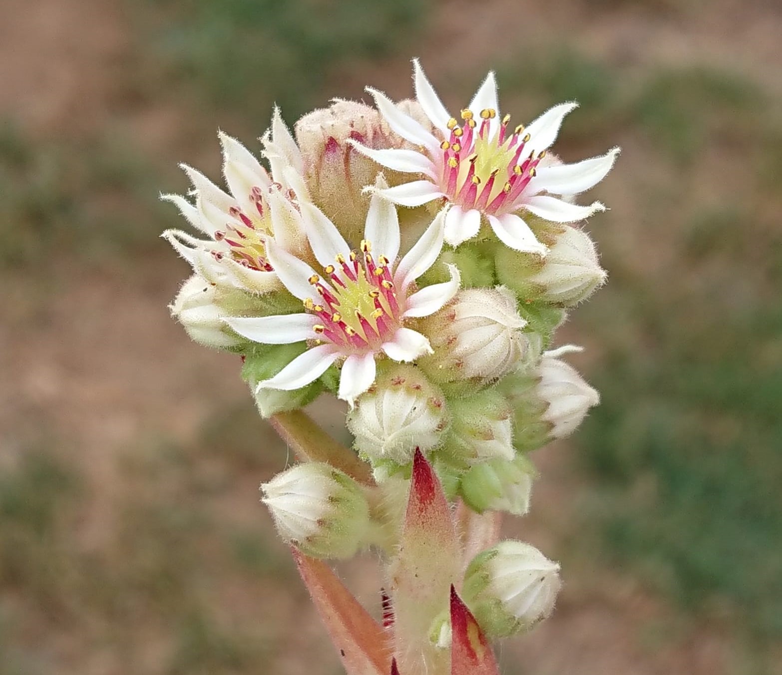 calcareum from Madone d'Utelle