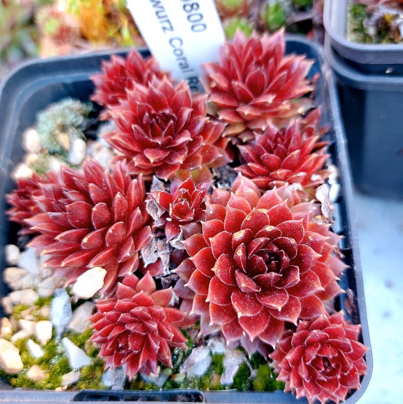 Coral Red®