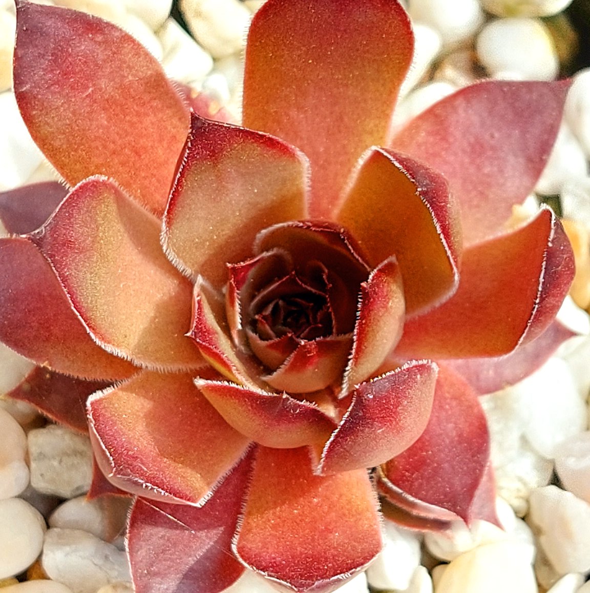 Franz