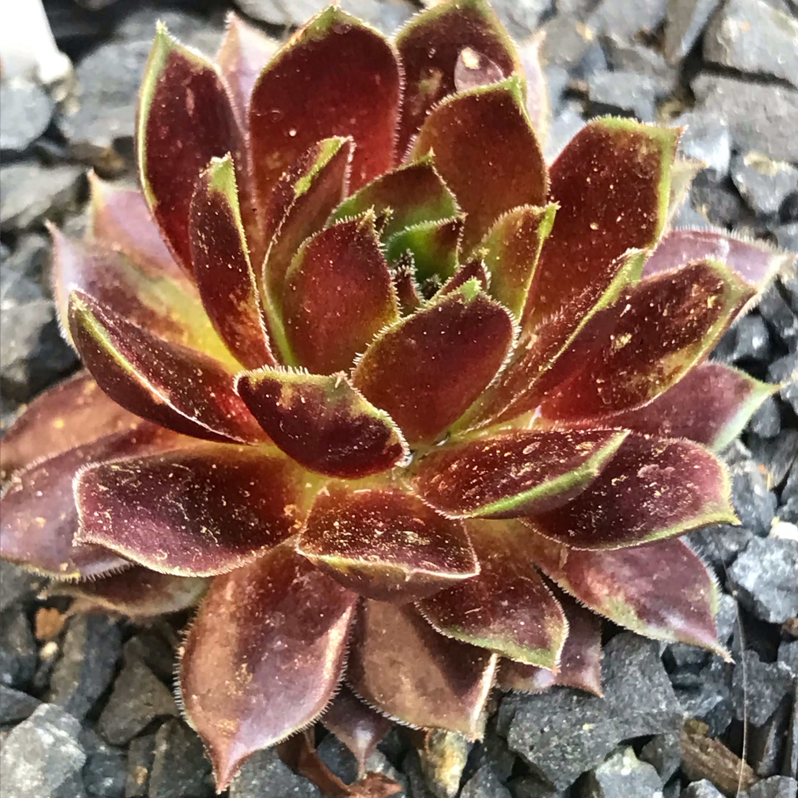 Gold Tip