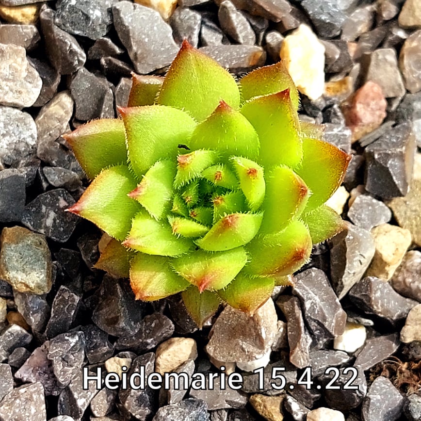 Heidemarie