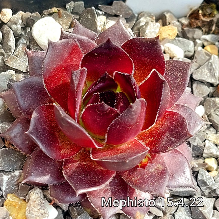 Mephisto
