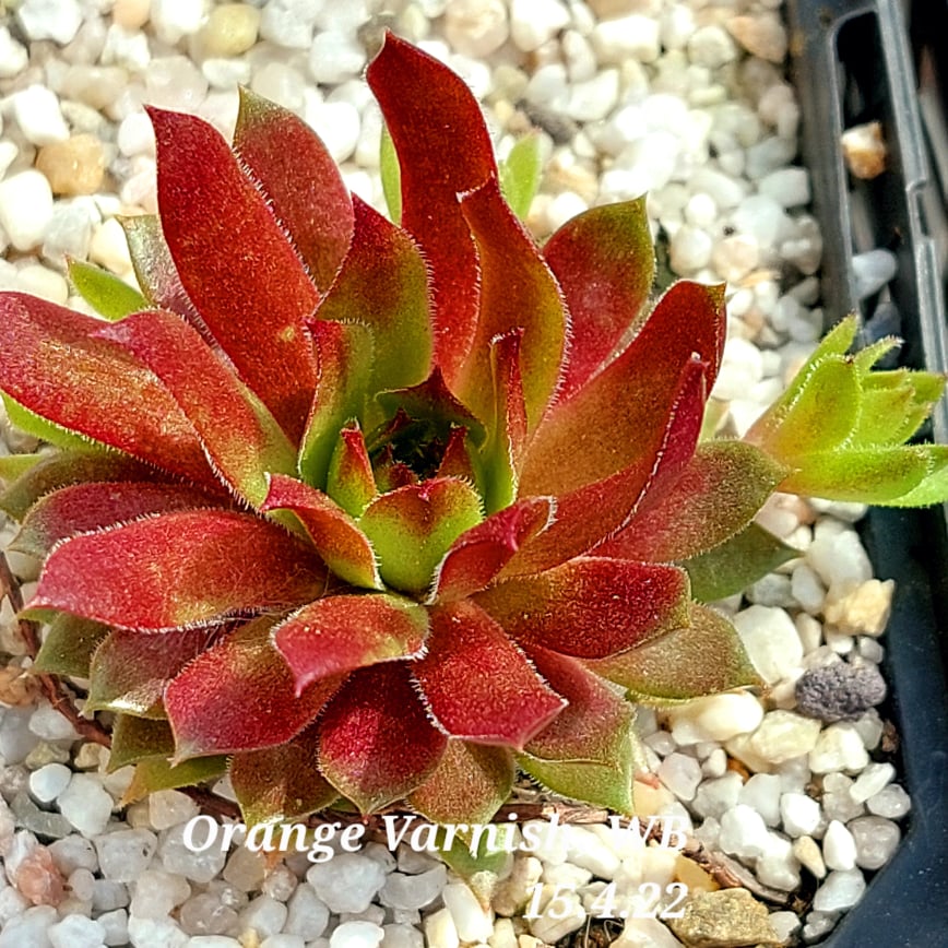 Orange Varnish