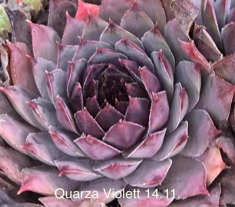 Quarza Violett