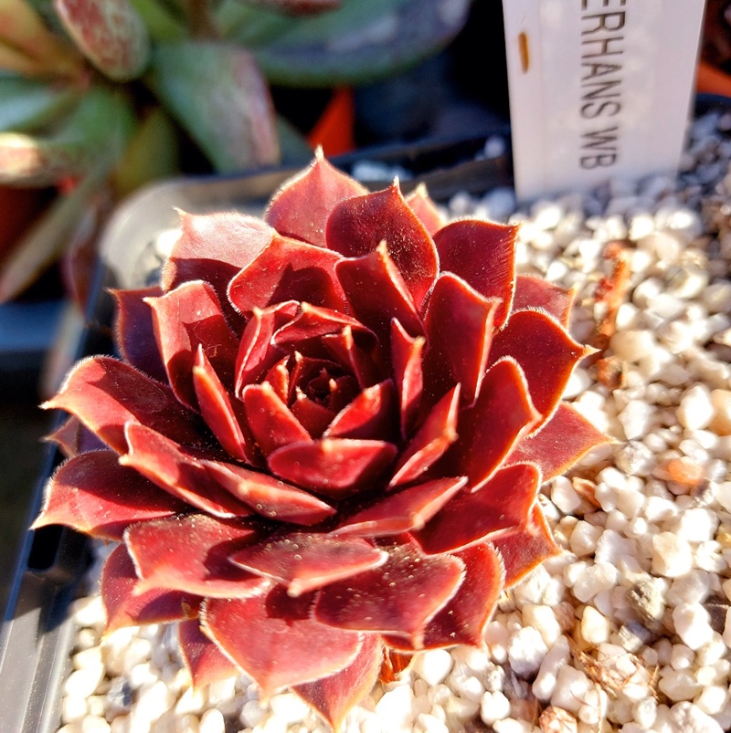 Semperhans