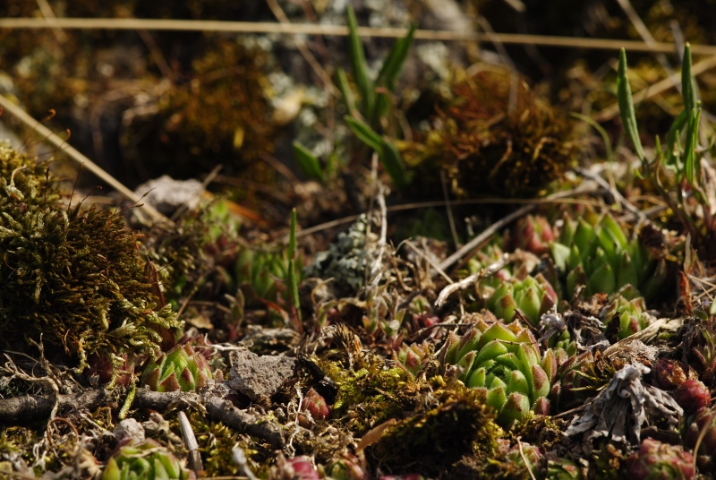 globiferum ssp. hirtum from Vadálló-kövek