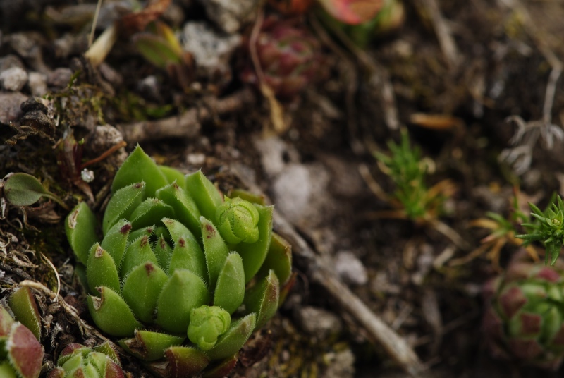 globiferum ssp. hirtum from Vadálló-kövek