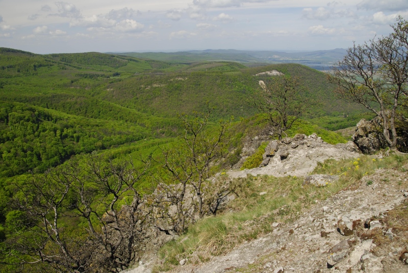 marmoreum ssp. matricum from Vadálló-kövek
