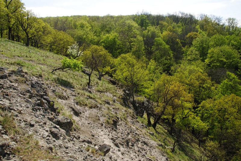 marmoreum ssp. matricum from Vadálló-kövek