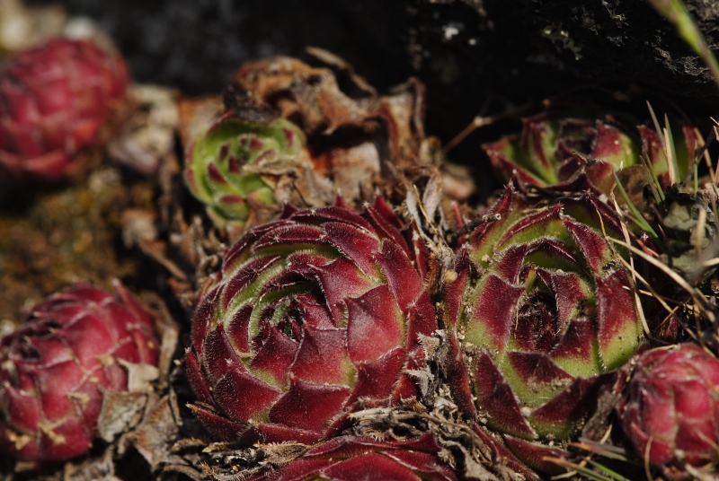 marmoreum ssp. matricum from Vadálló-kövek