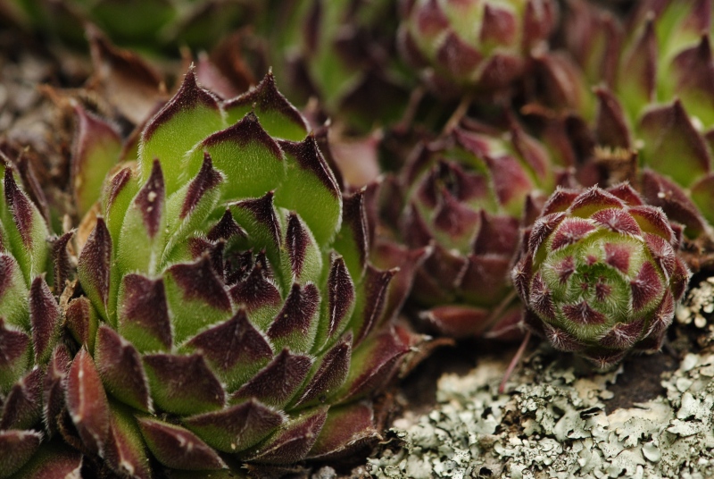 marmoreum ssp. matricum from Vadálló-kövek