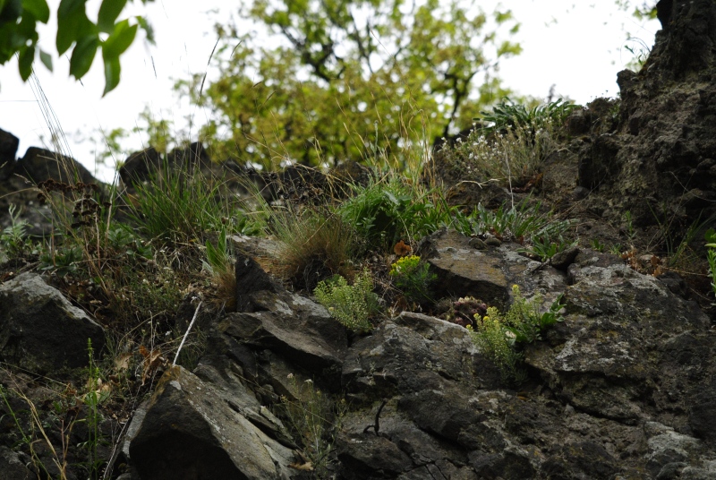marmoreum ssp. matricum from Szent Mihály-hegy SW