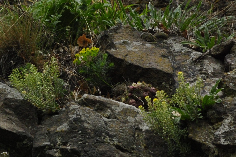 marmoreum ssp. matricum from Szent Mihály-hegy SW
