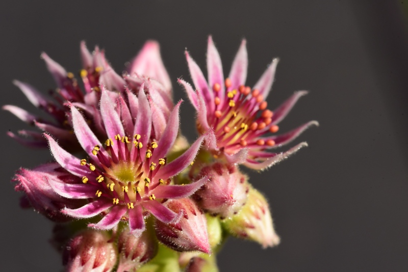 marmoreum ssp. matricum from Szent Mihály-hegy SW