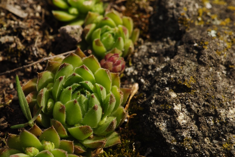 globiferum ssp. hirtum from Vadálló-kövek