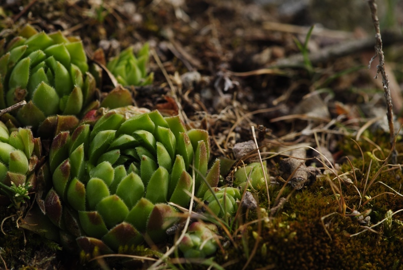 globiferum ssp. hirtum from Vadálló-kövek