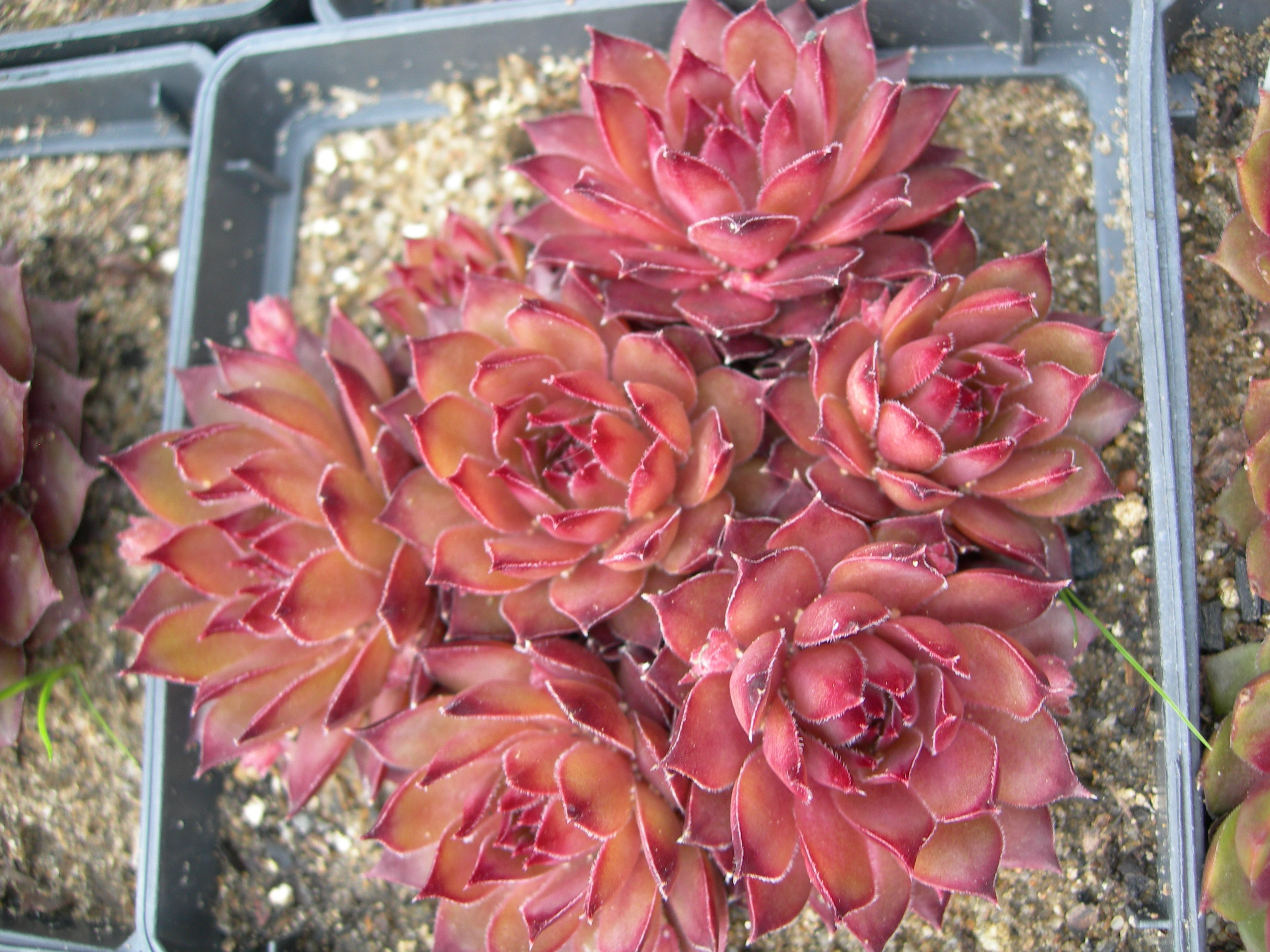 Bronze Aurora