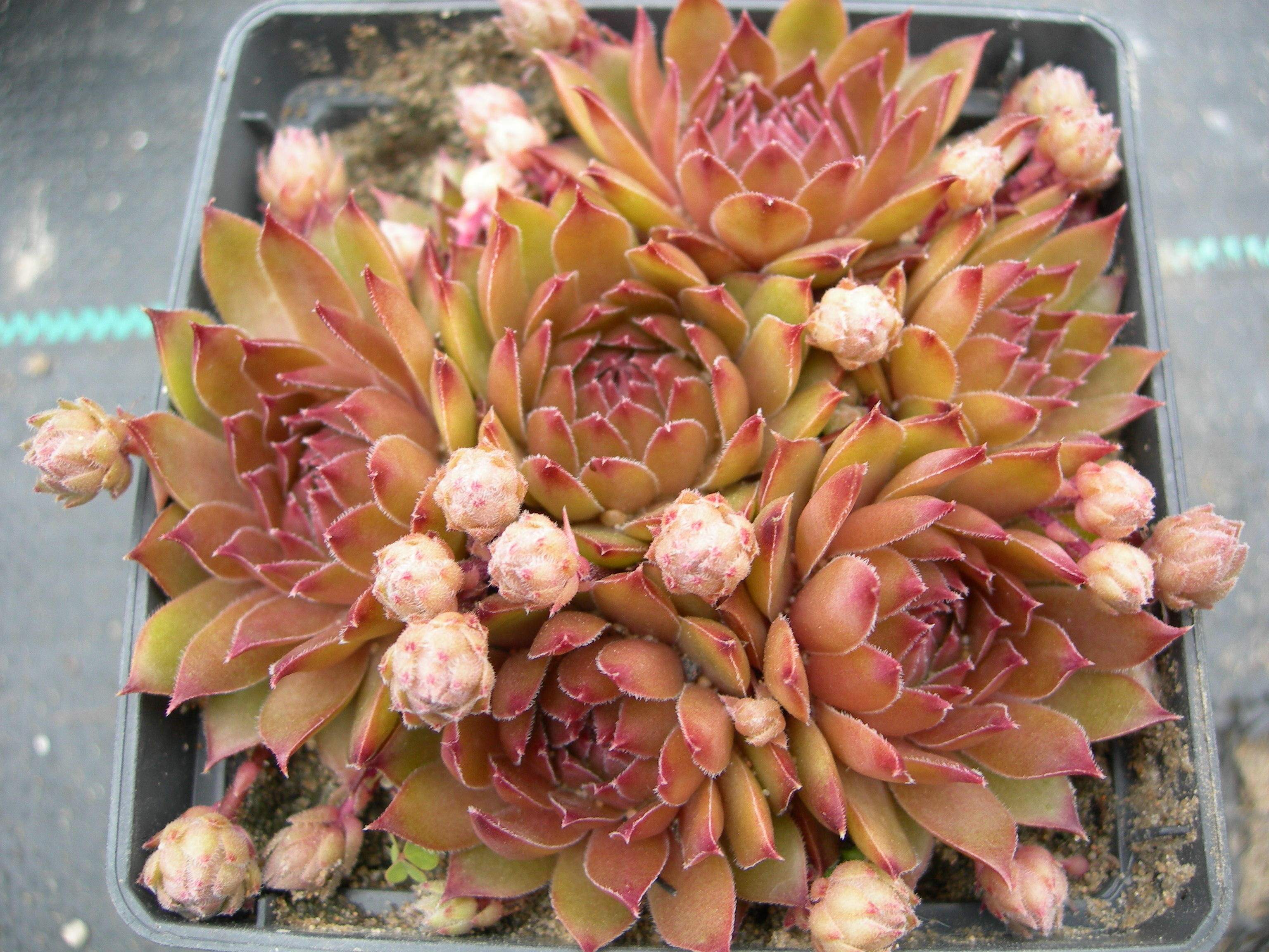 Bronze Aurora