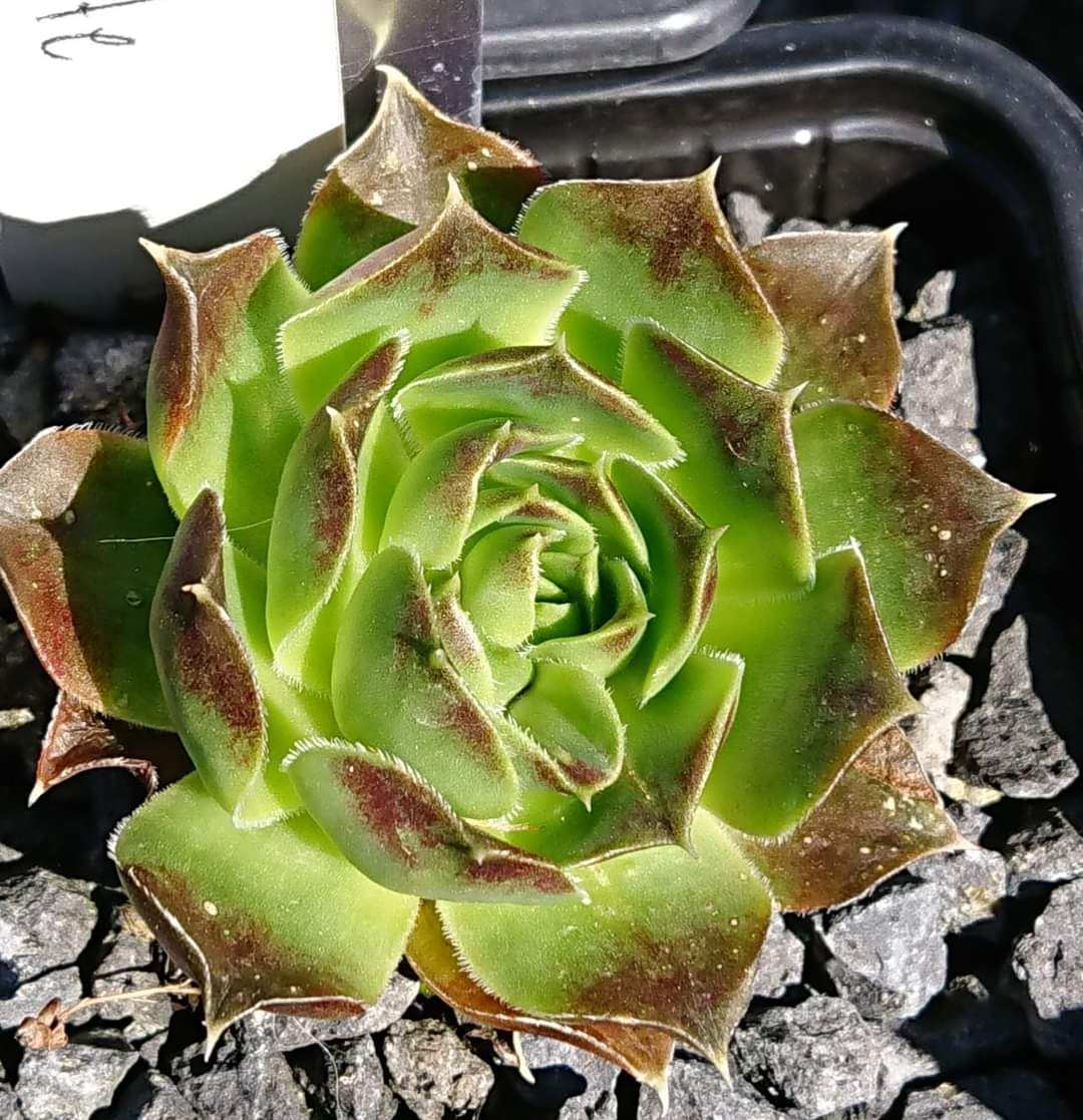 Xainte