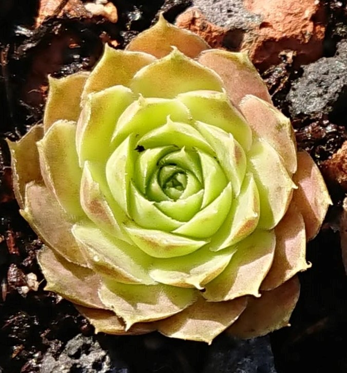 Kipini