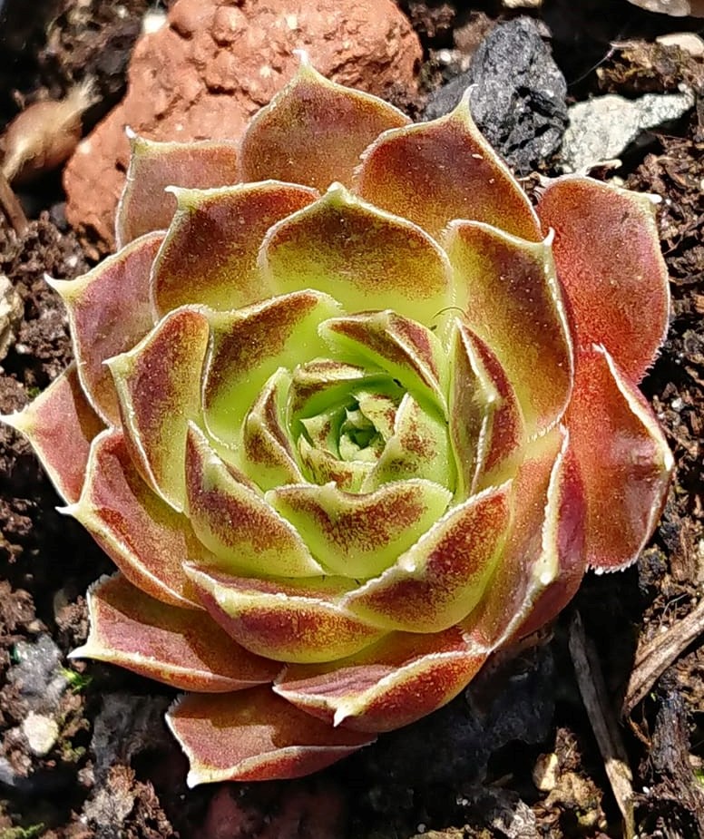 Kipini