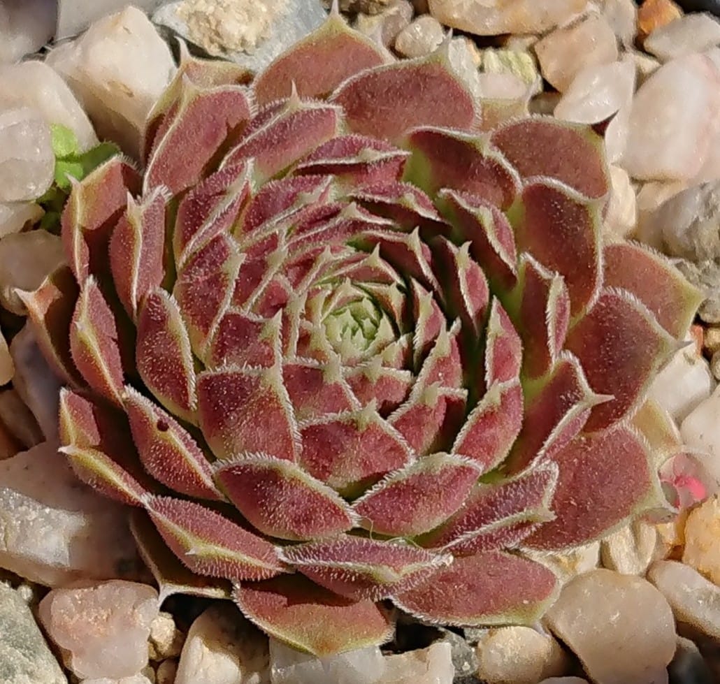 Missisippi