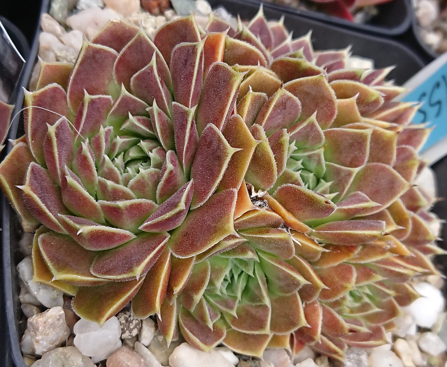 Missisippi 
