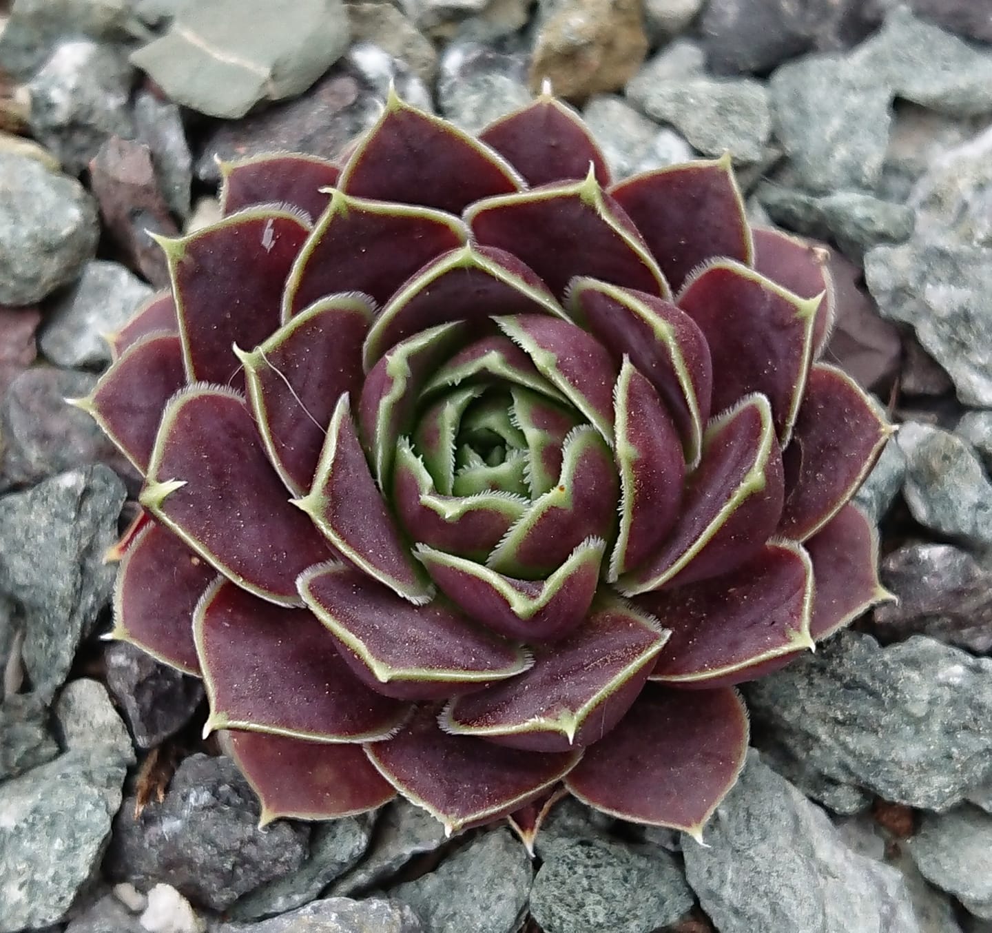 New Korspel 