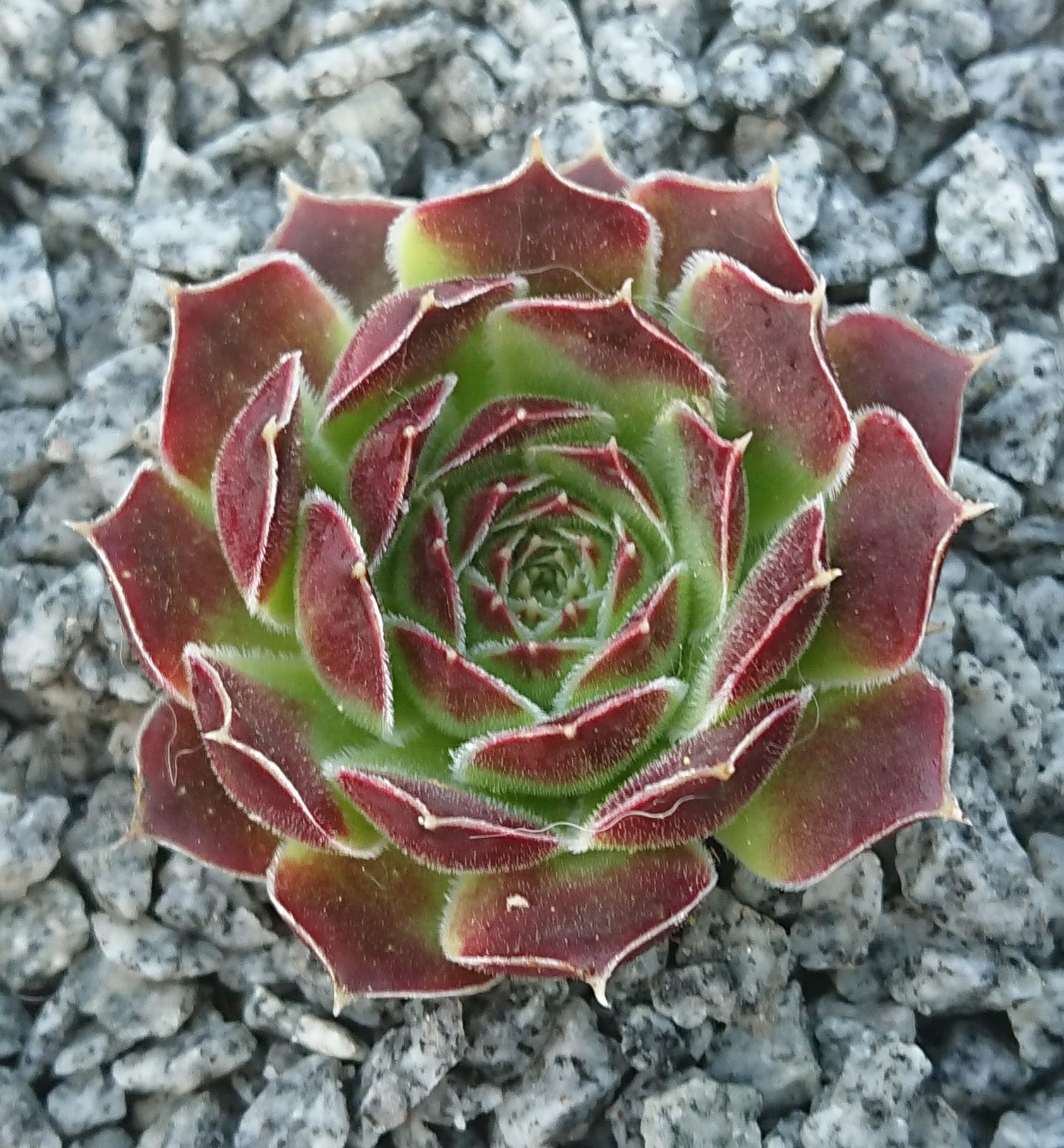 Nursery Ploeger