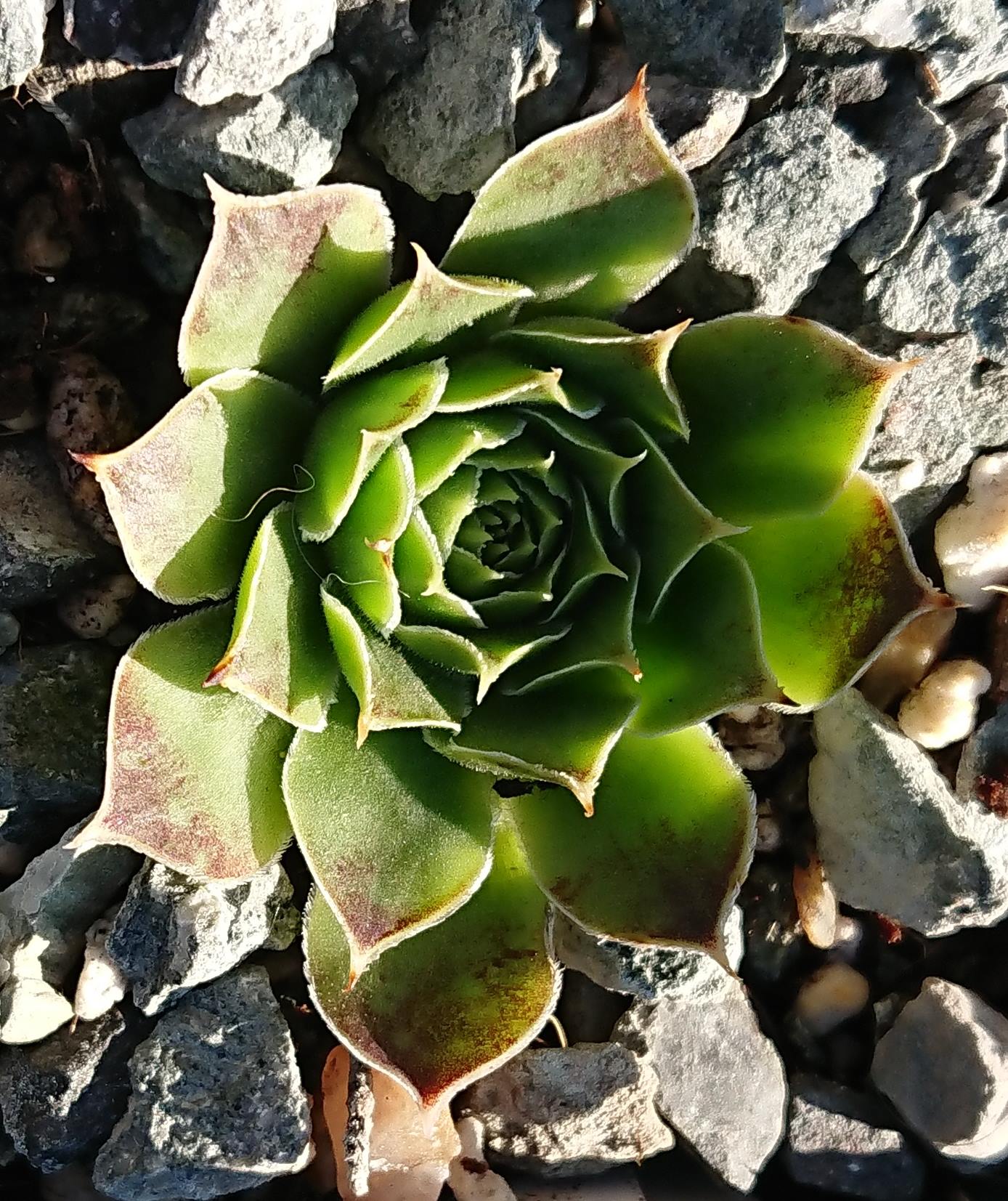 Nursery Ploeger