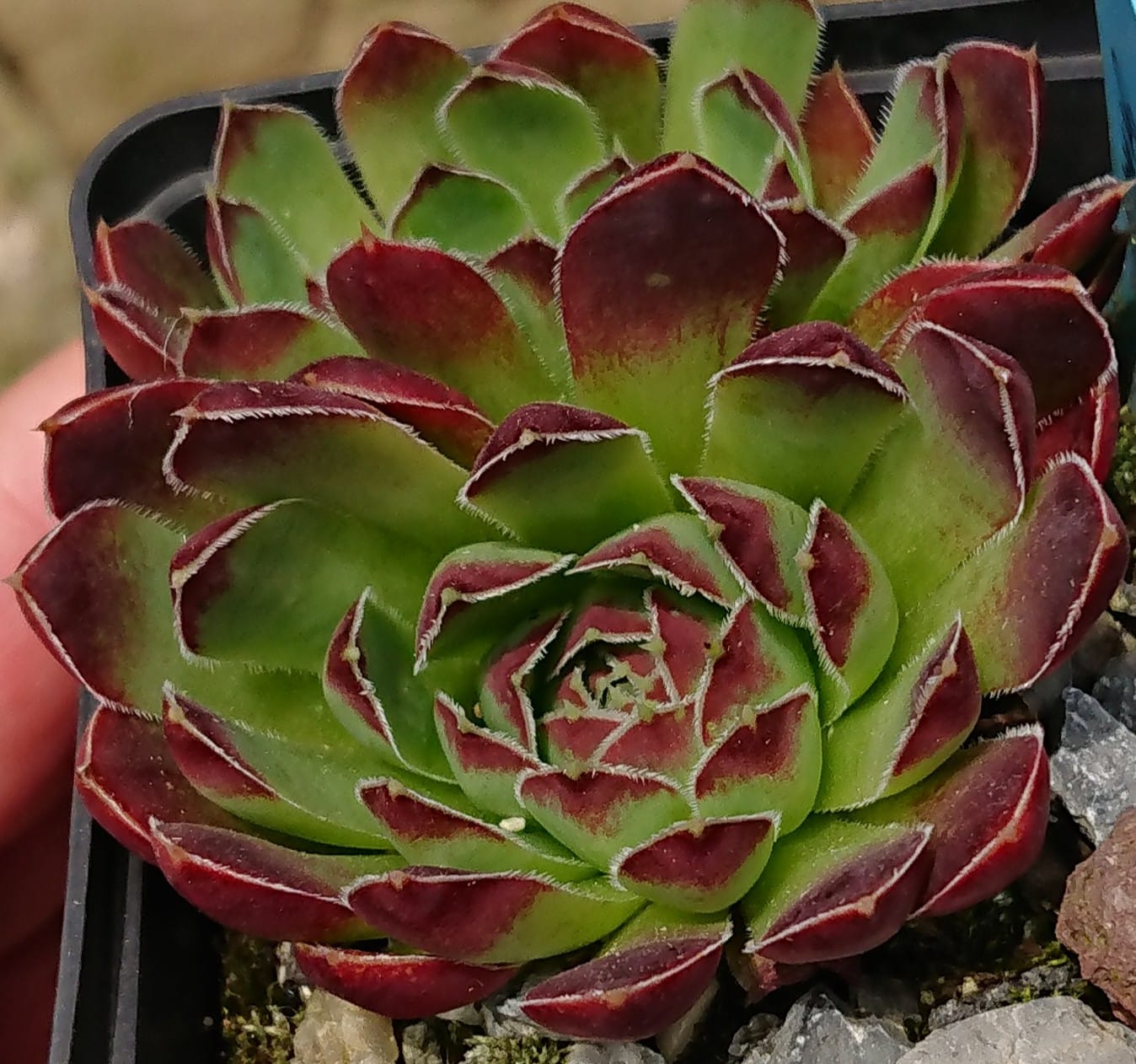 Orkan