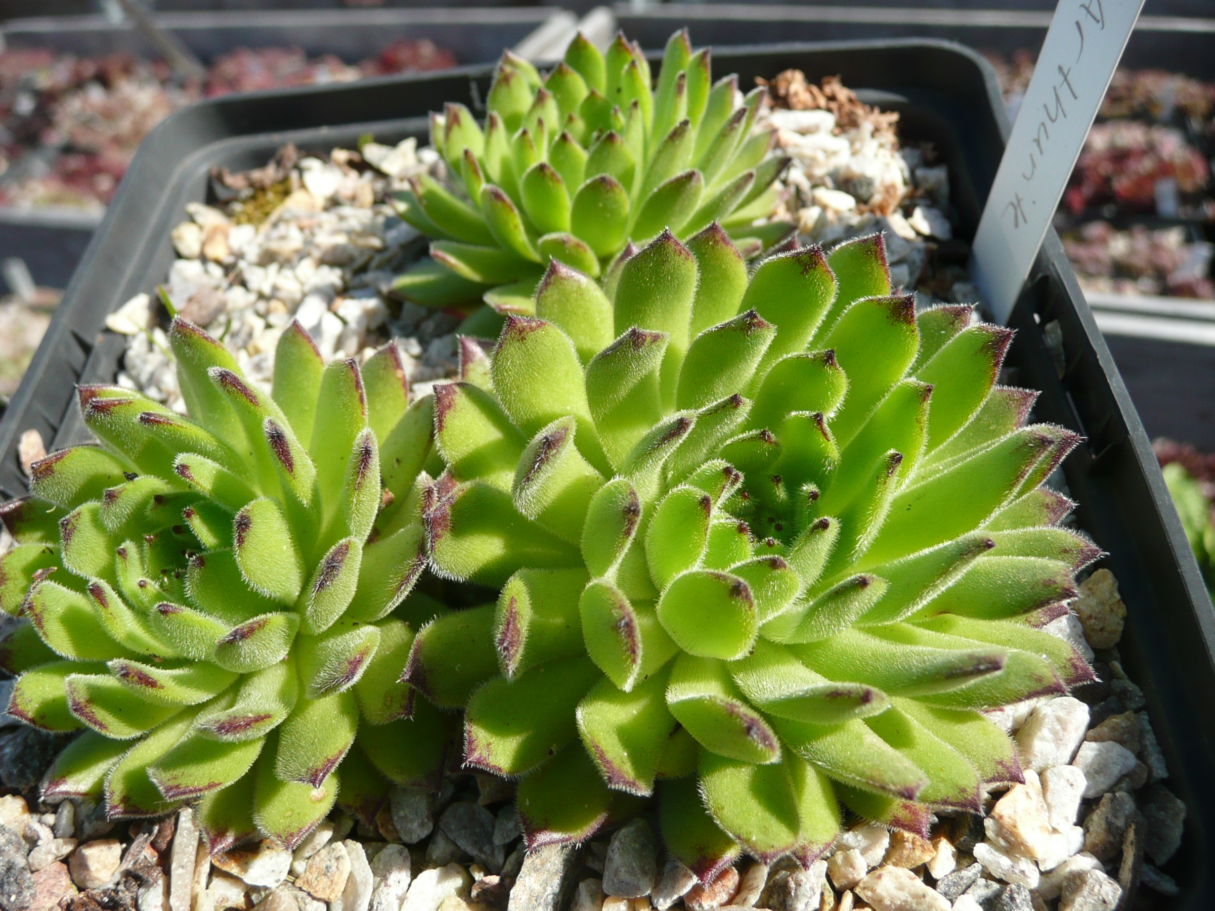 Arthurite