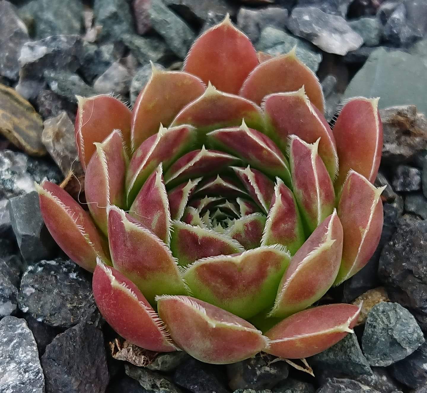 PERSTROJKA