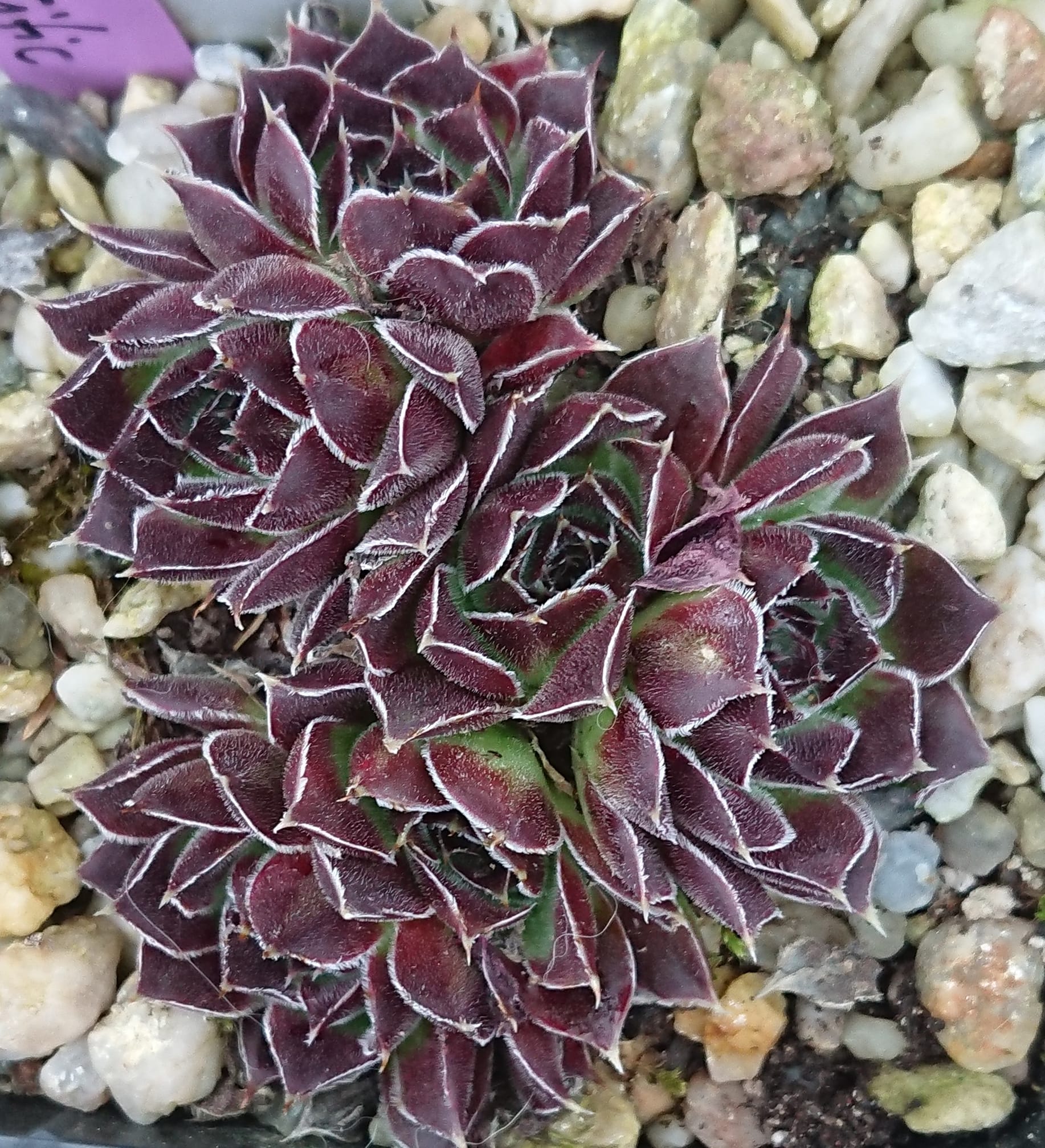 Pacific
