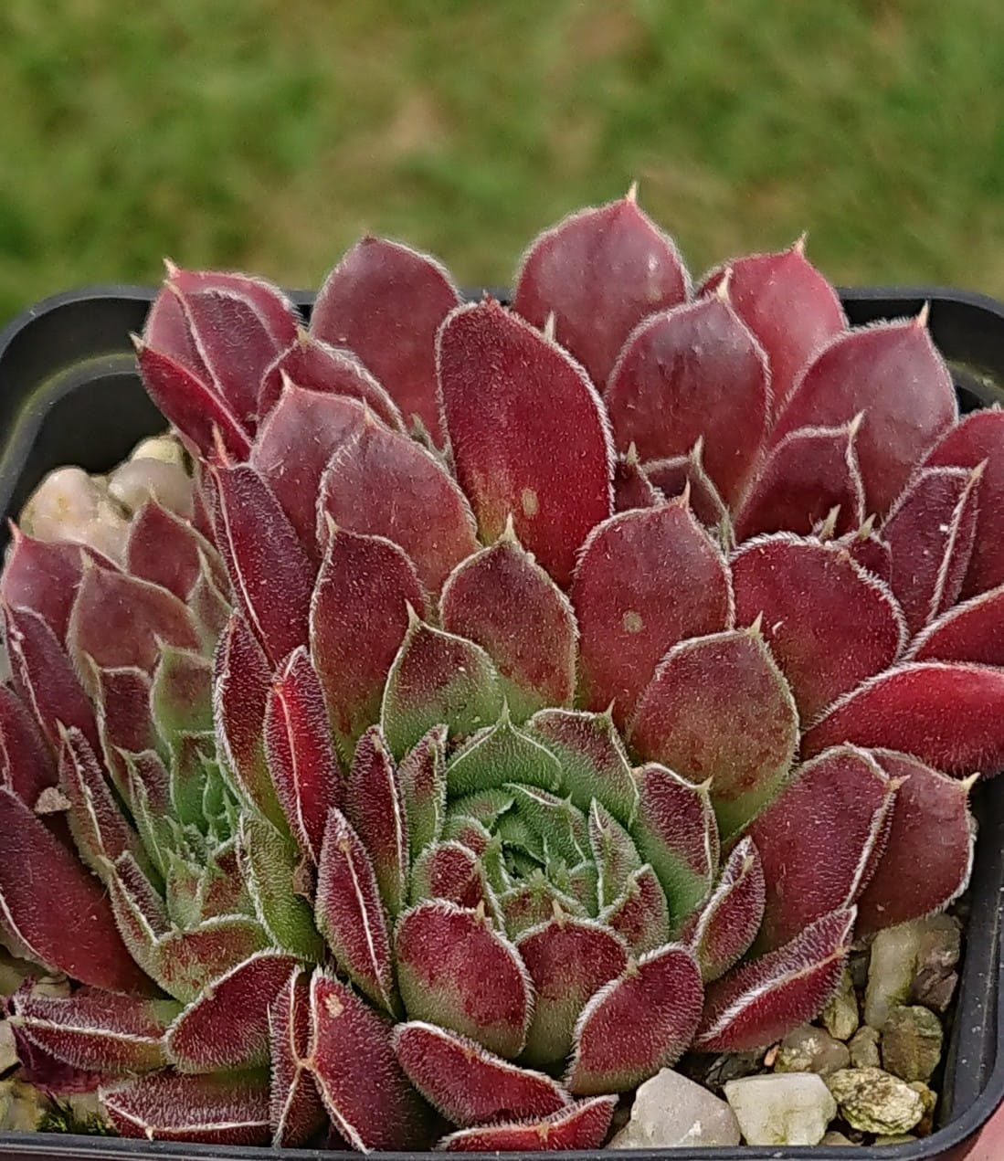 Palmira