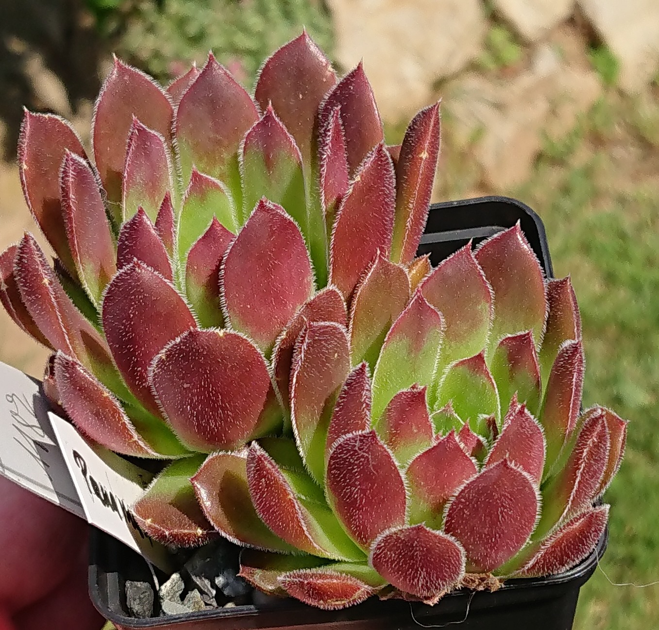 Panaman