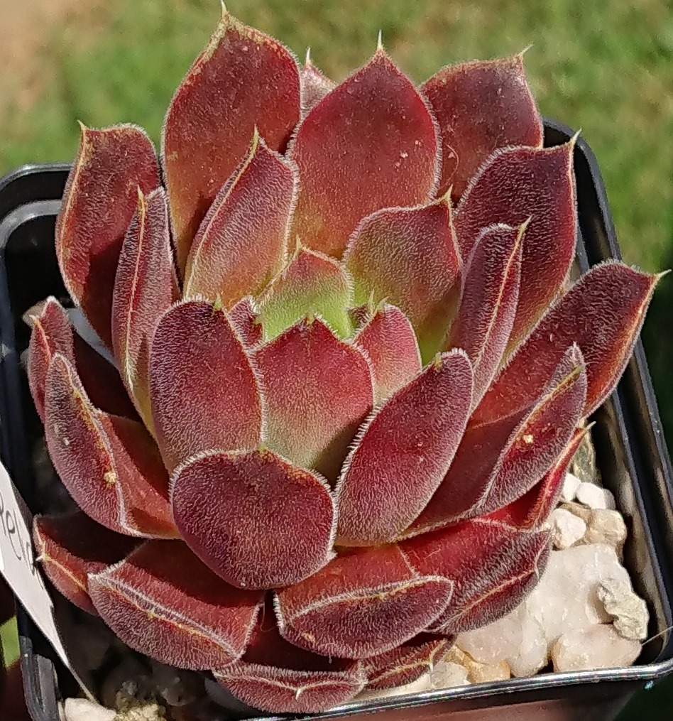 Pelias