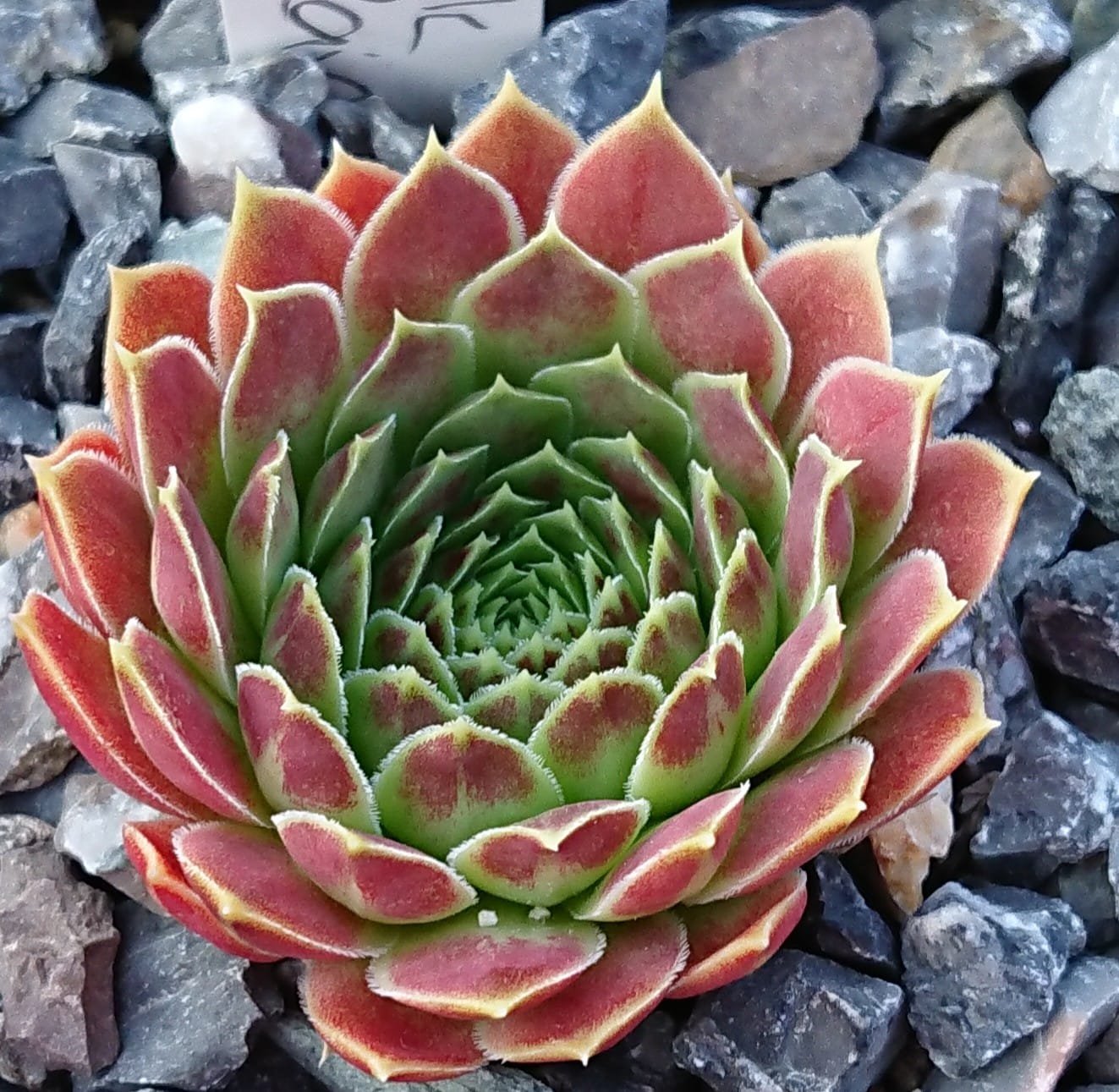 Pink Rainbow 
