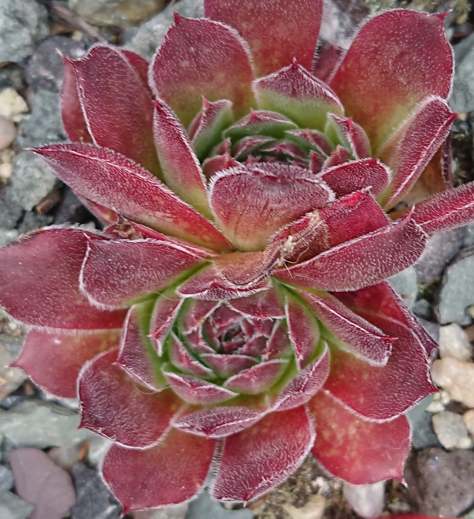 Priscilla