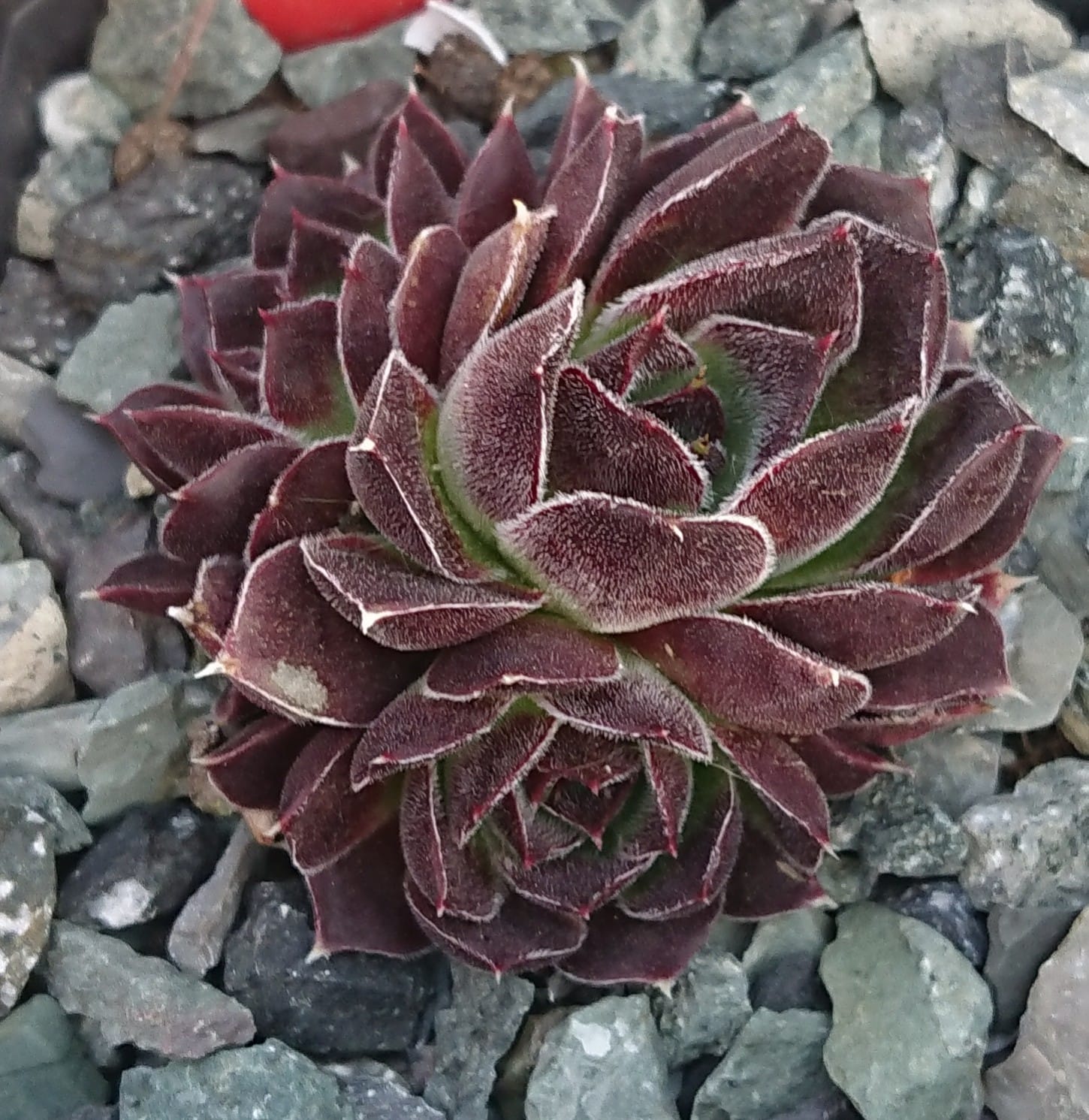 Priscilla