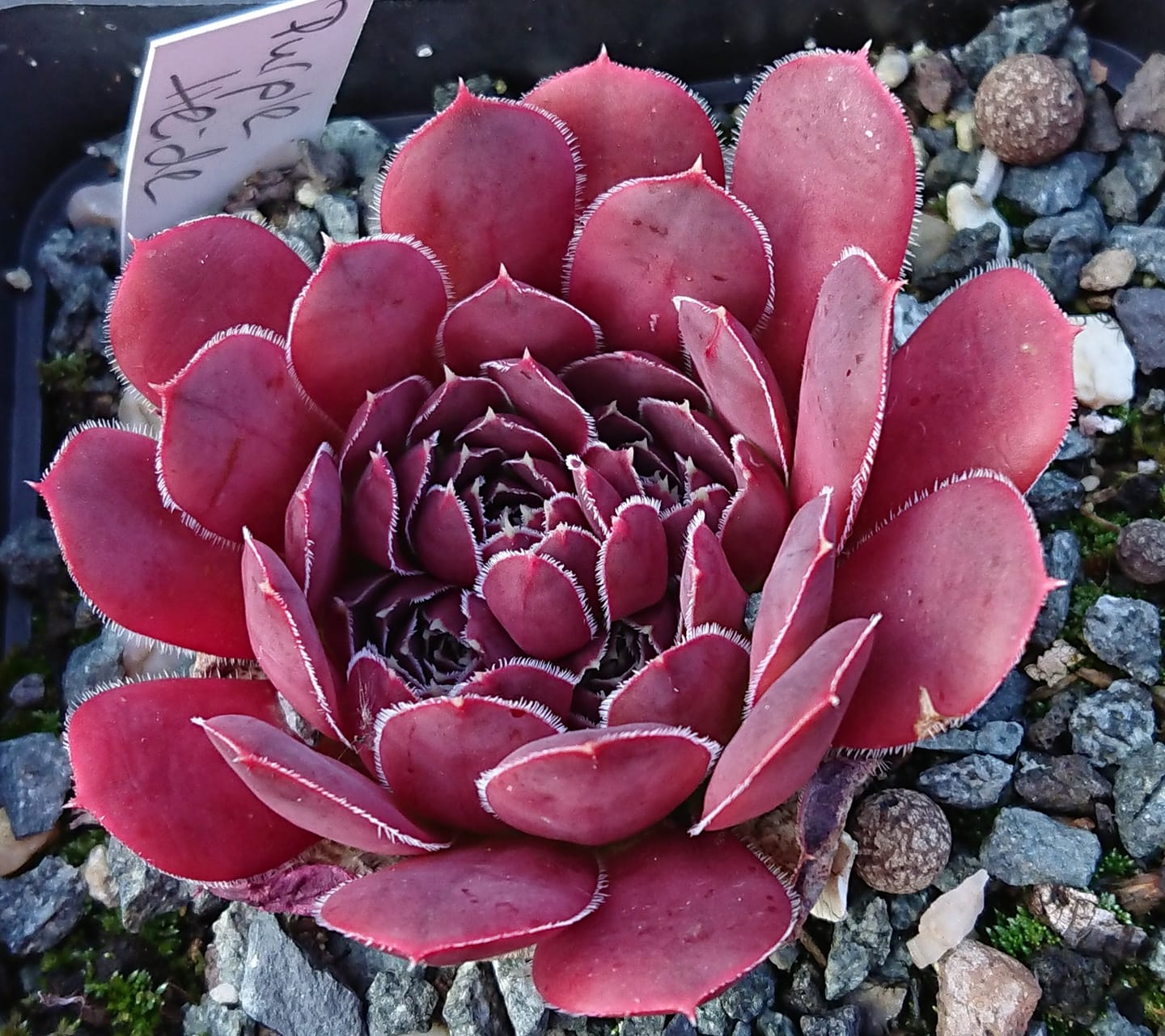 Purple Heide