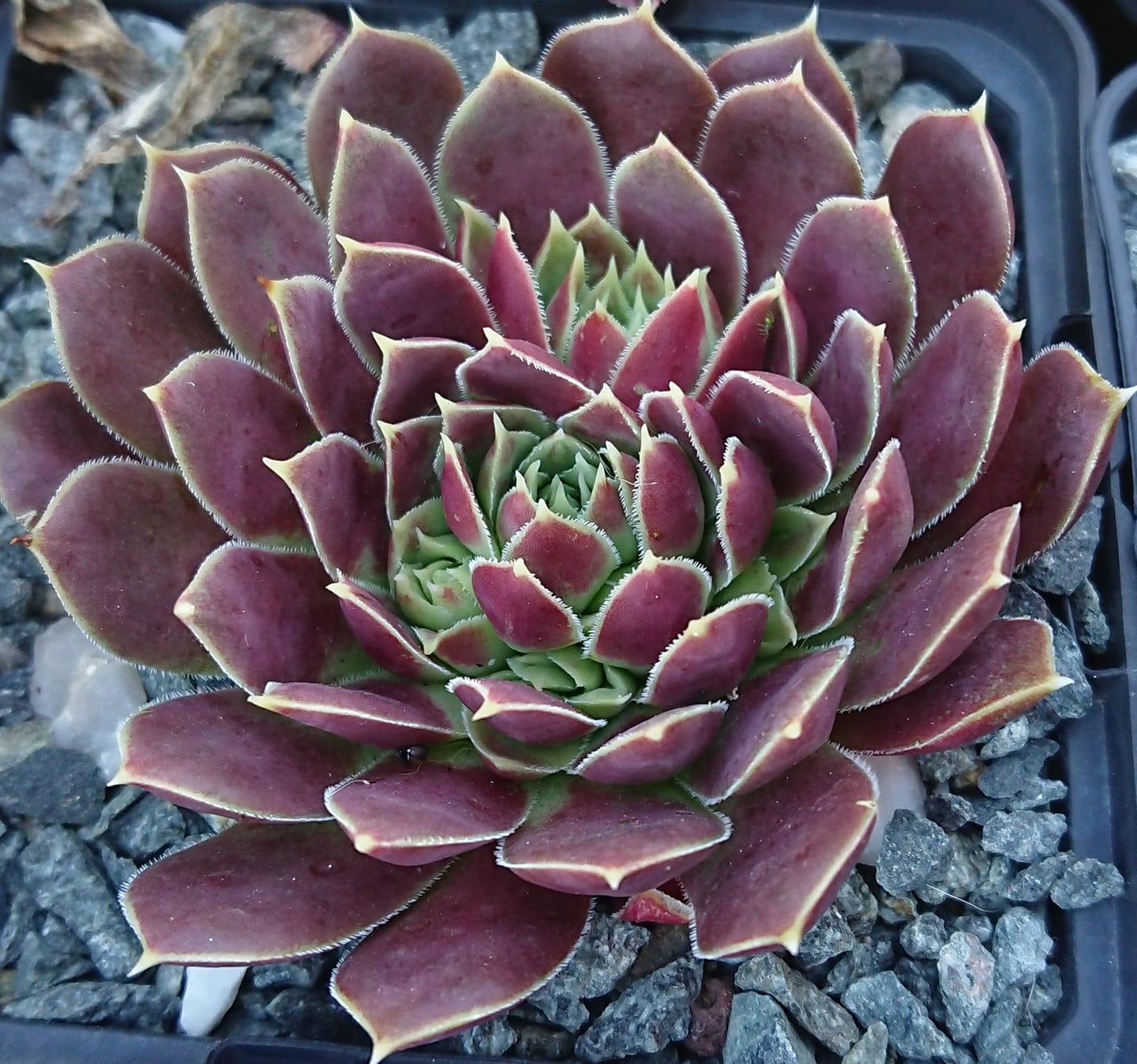 Raspberry Swirl 